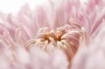 Roze chrysant_dp320397874_site